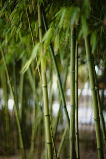 翠绿竹林景致