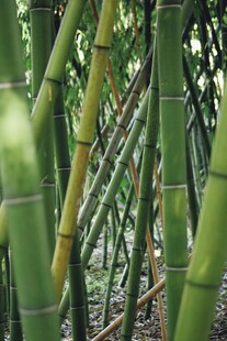 翠绿竹林中的挺拔竹竿