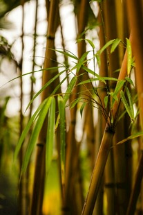 翠绿竹林特写