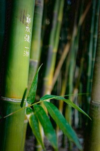 翠绿竹林中的清新竹枝
