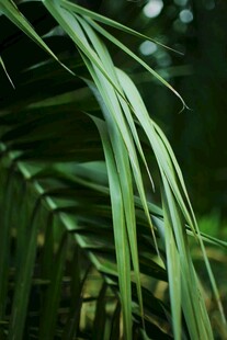 翠绿舒展的热带植物叶片