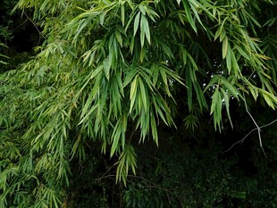 翠绿竹叶特写