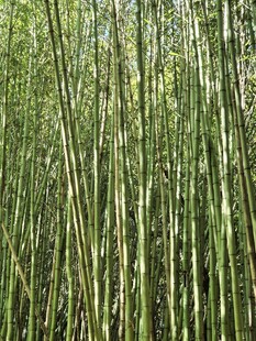 翠绿竹林 清新自然之景