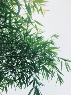 翠绿竹叶特写