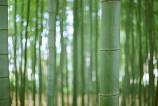 翠绿竹林 清新自然之景