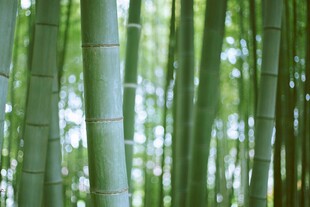 翠绿竹林 清新自然景致