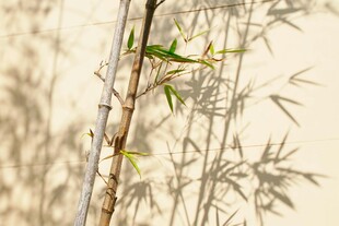 竹枝新绿映墙影