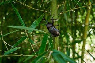 竹上甲虫特写