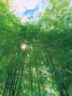 阳光洒落的翠绿竹林