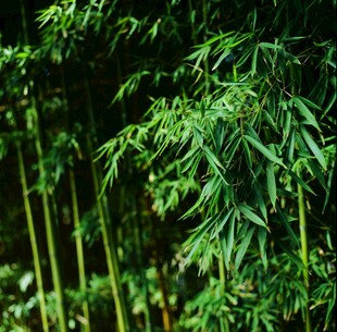 翠绿竹林 清新自然景致