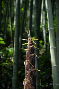 竹林中新生的茁壮竹笋