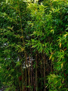 翠绿竹林景致