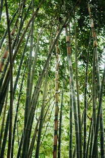 翠绿竹林 自然清新之景