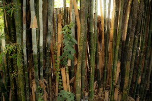 茂密竹林景观