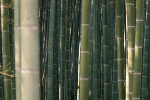 翠绿竹林 清新自然景致