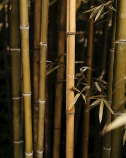挺拔翠竹展现自然之美