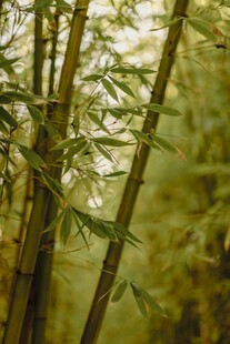 竹林绿意盎然的清新景致