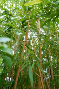翠绿竹林生机勃勃景象