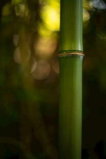 翠绿竹节特写