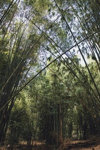 竹林幽径绿意盎然