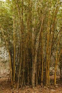 竹林茂密景象