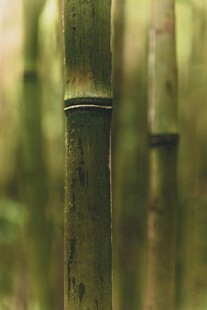 竹林中的翠绿竹子