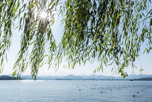 湖畔垂柳映蓝天美景