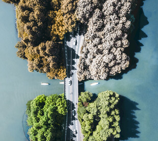 俯瞰水上绿植与桥梁景观