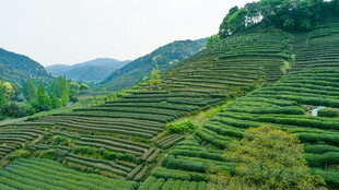 层层叠叠的美丽茶山风光