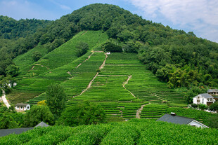 青山梯田间的田园风光