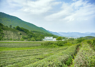 山间茶园美景