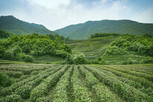 山间茶园美景