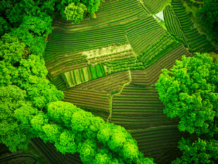 空中俯瞰绿意盎然的田野