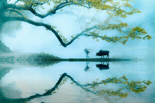 湖畔孤树小船静谧之景