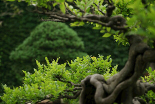 虬枝绿叶的盆景景观