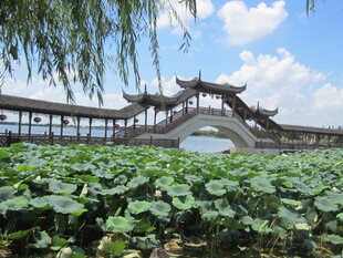 荷塘上的中式古桥美景