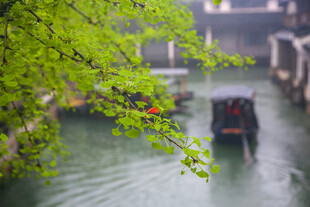 江南水乡小船穿行绿意间