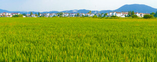 翠绿田野与远处山峦美景