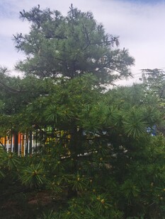 葱郁树木