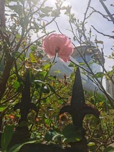 月季花