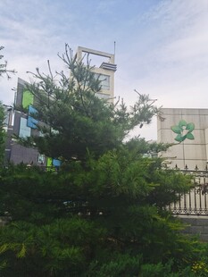 校园绿植