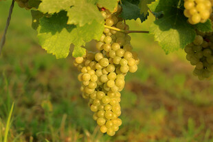 金黄葡萄挂于翠绿藤蔓间