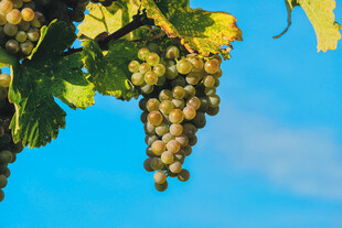 阳光下的葡萄串