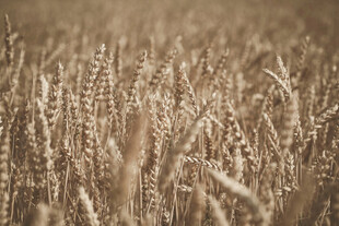 金黄麦田 丰收的希望