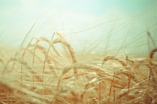 金色麦田 自然田园美景