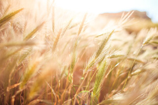 金色麦田沐浴温暖阳光