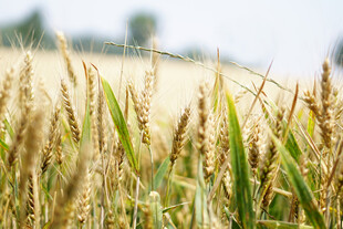 金黄麦田展现丰收景象