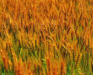 金色麦田 丰收的希望