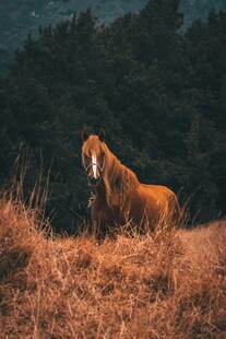 旷野中的骏马