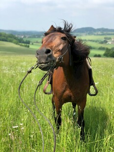 田野中张嘴的棕色骏马